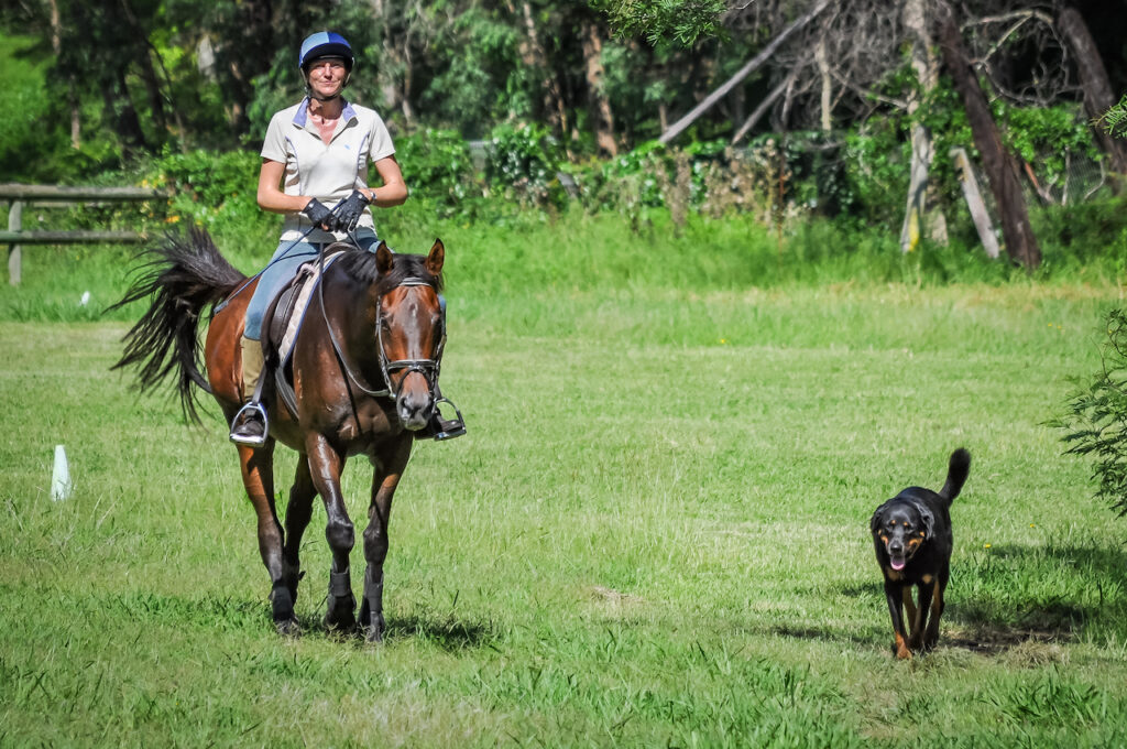 Agistment & Horse Training at Willow's Leap