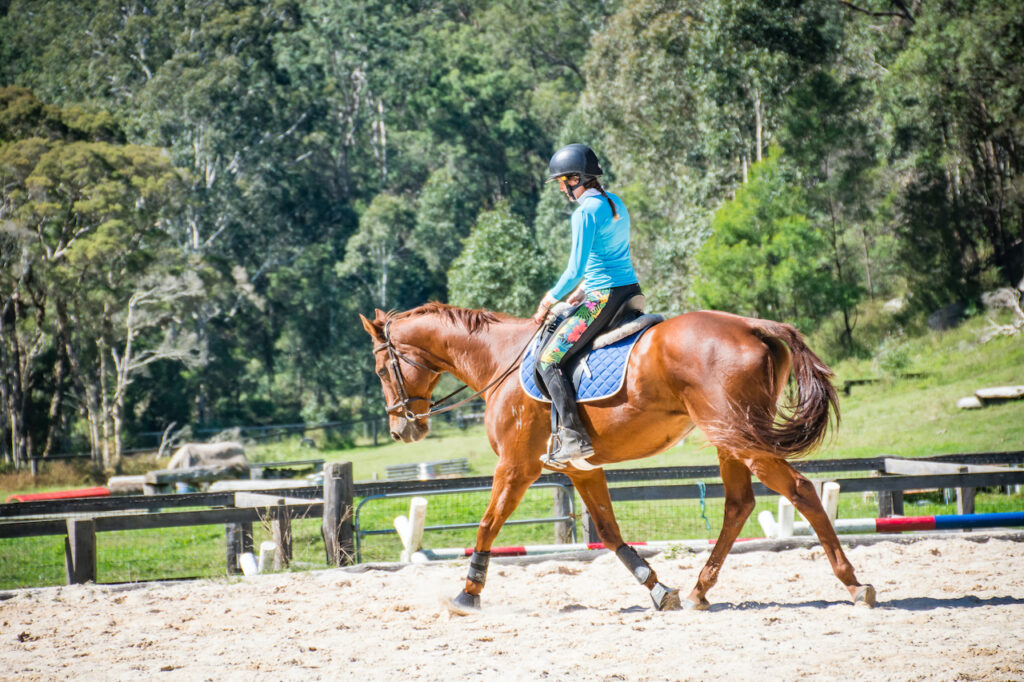 Agistment & Horse Training at Willow's Leap