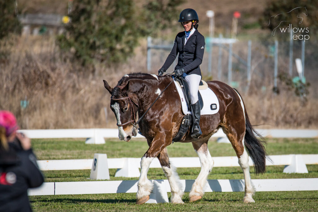 Agistment & Horse Training at Willow's Leap