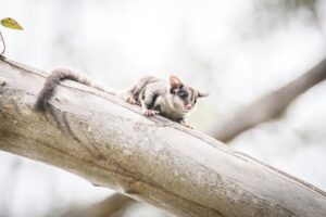 australian animals